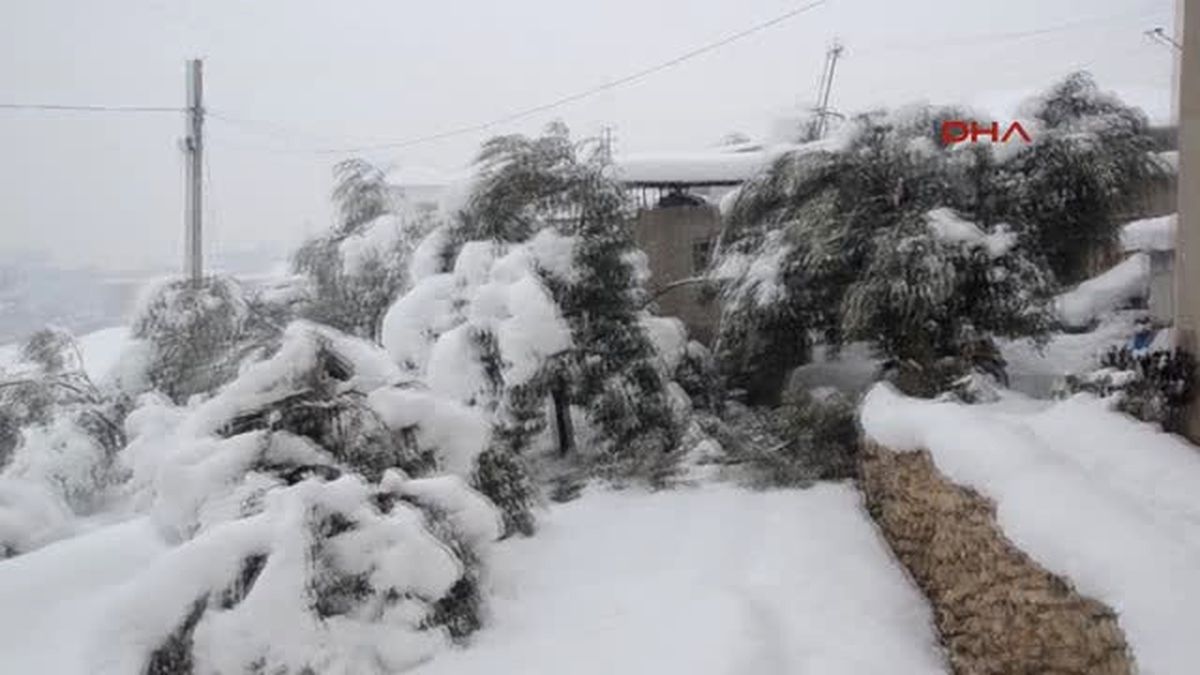 Mersin 20 Yıl Sonra Gelen Kar 400 Bin Zeytin Ağacına Zarar Verdi