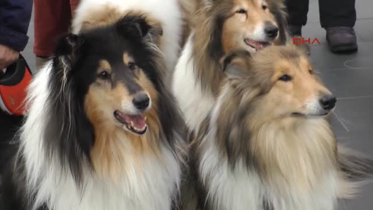 Nürnberg Uluslararası Cins Köpek Fuarında 3500 Köpek Yarıştı