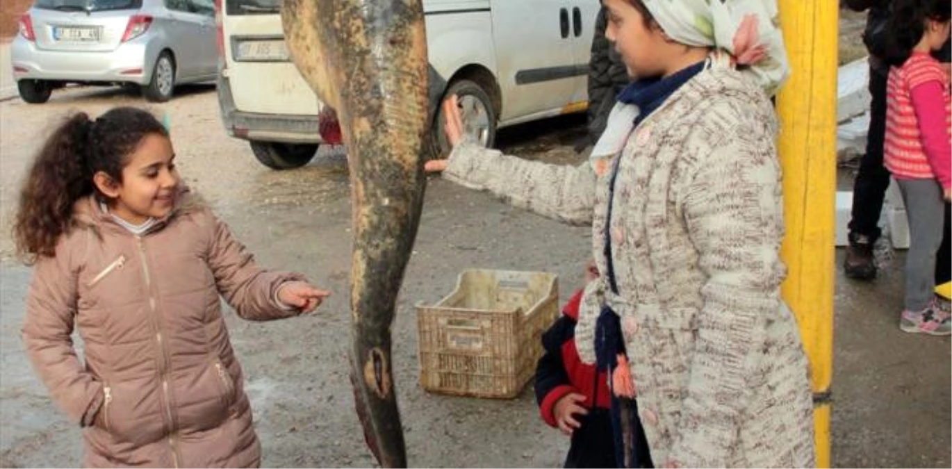 Seyhan Baraj Gölü\'nde 50 Kilogramlık Yayın Balığı Yakalandı