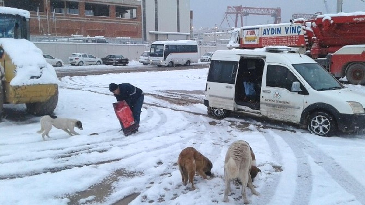 Altınova Belediyesi\'nden Sokak Hayvanlarına Yiyecek