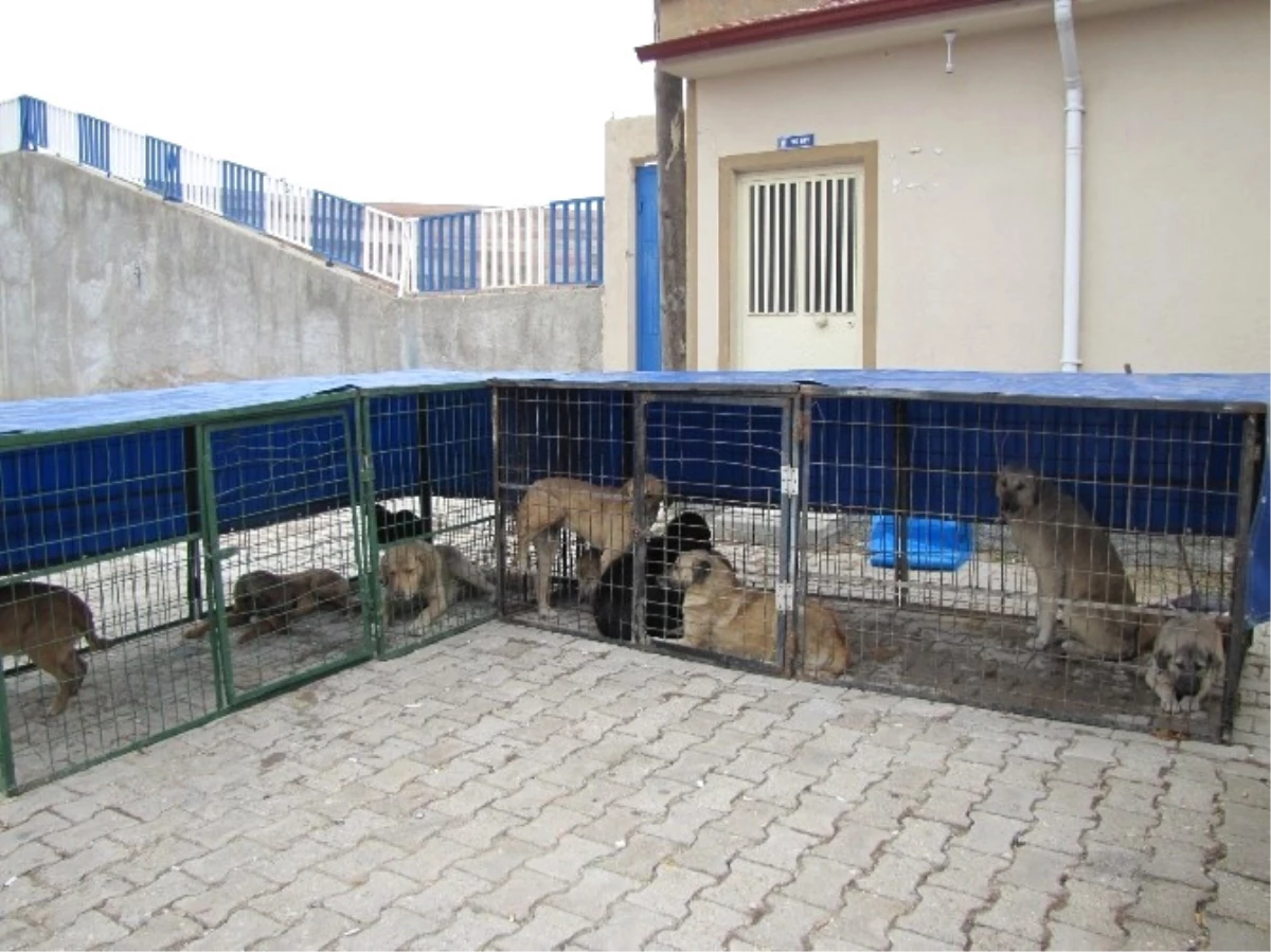 Büyükşehirden Sokak Hayvanlarına Bakım Hizmeti