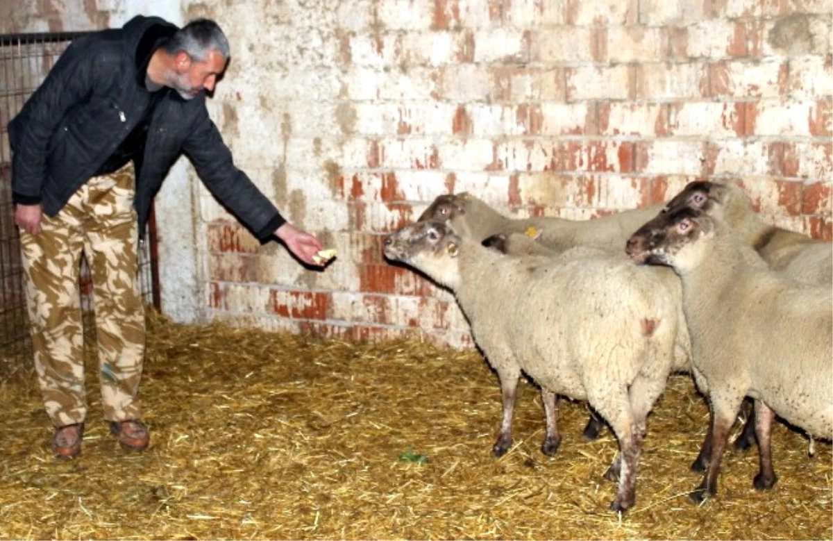 Dev Fransız Koyunları Bursa\'da