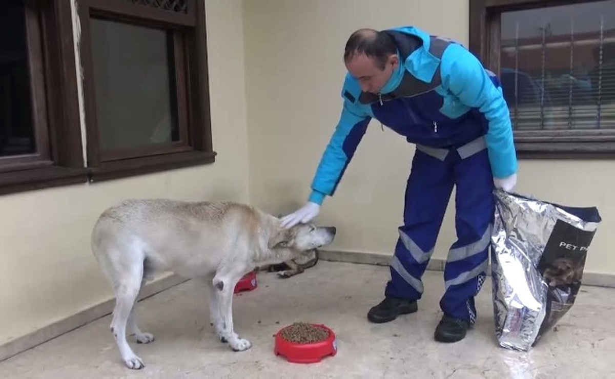 Gelibolu Belediyesinden Sokak Hayvanlarına Yiyecek Desteği
