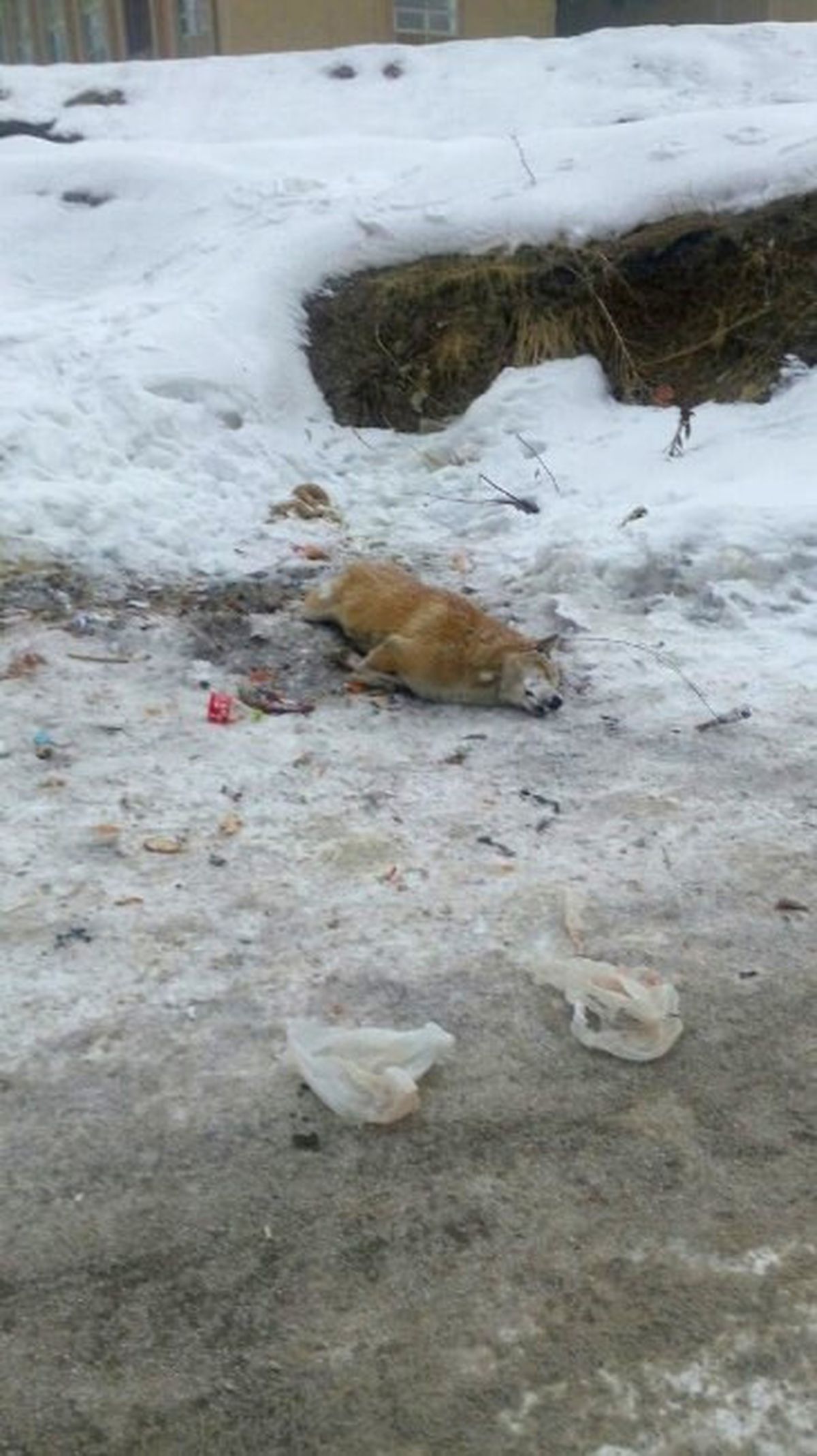 Hakkari\'de Bir Köpek Donarak Telef Oldu