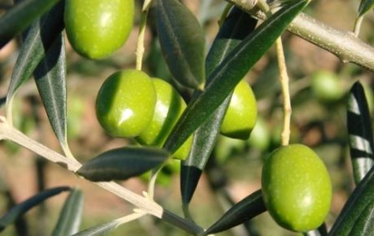 Kar, Zeytin Mahsulünde Artış Sağlayacak