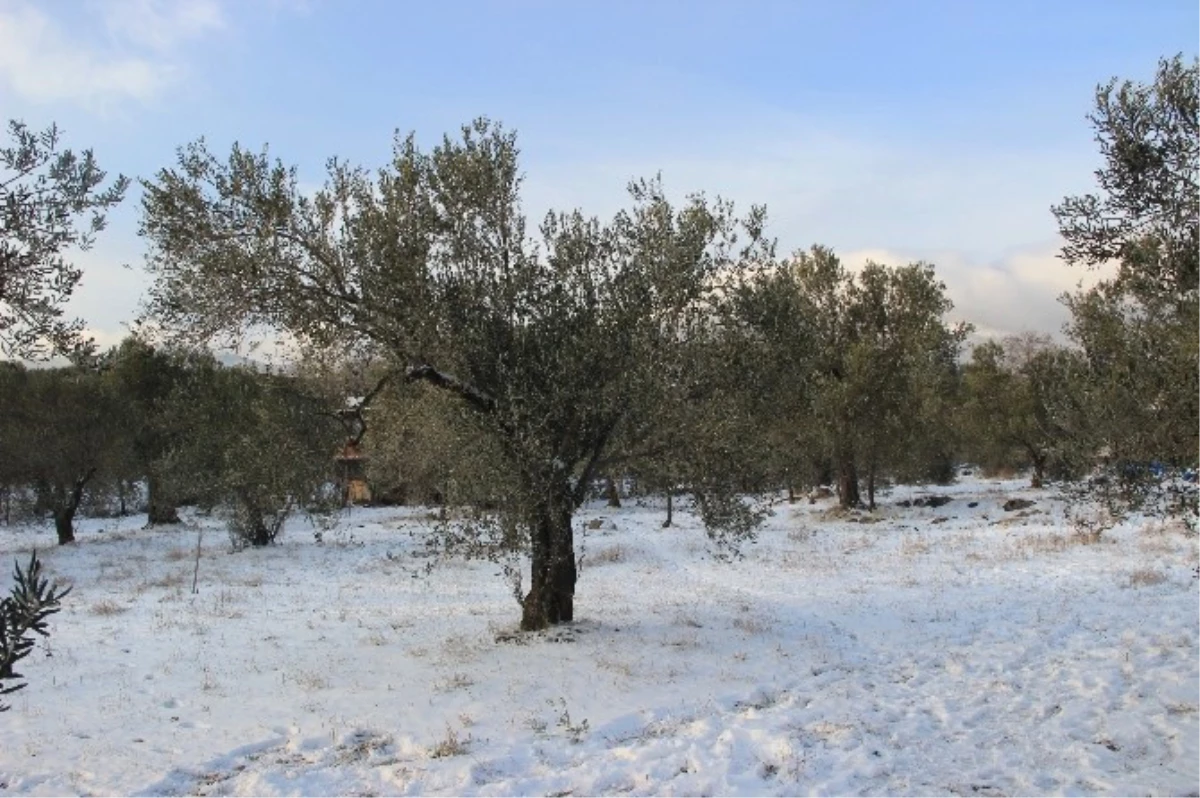 Kar Yağışı Zeytin Üreticilerini Sevindirdi