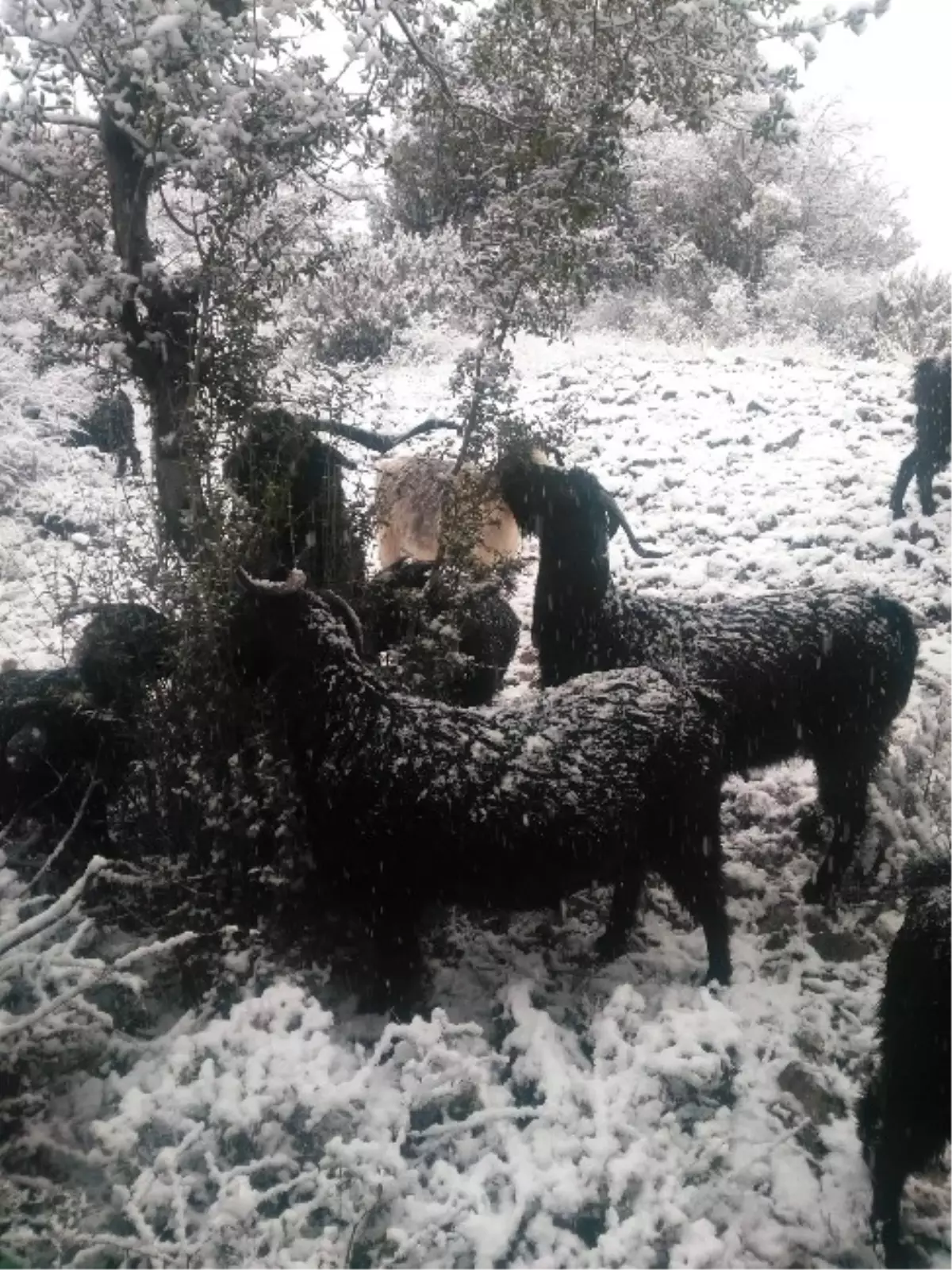 Keçi İnadı" Engel Tanımıyor