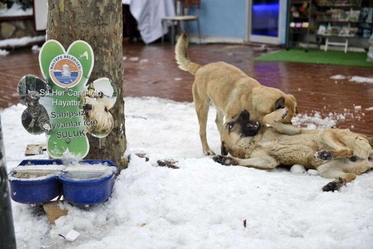 Maltepe\'de Mama Verilen Köpeklerin Mutluluğu Kamerada