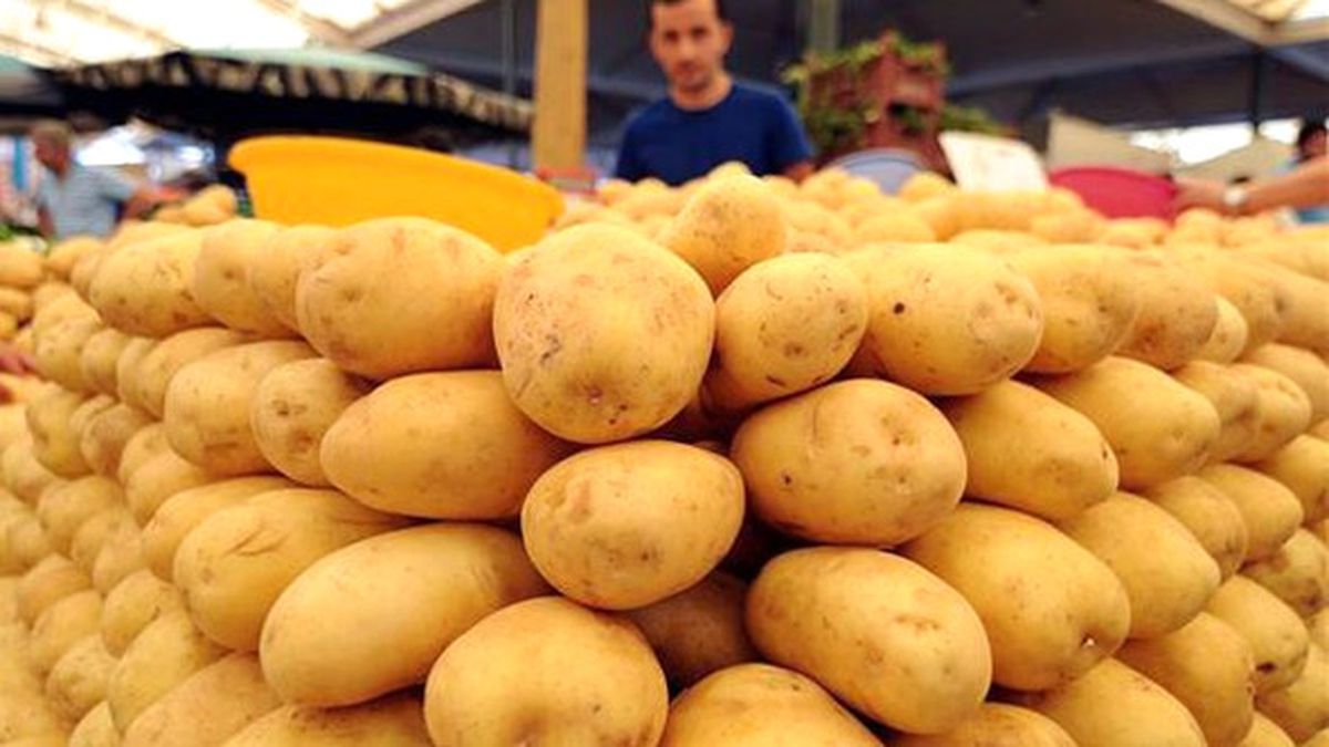 Milli Patates" Üreticilere Tanıtılıyor