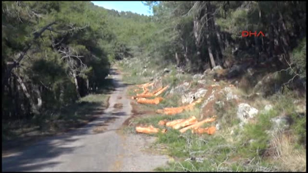 Muğla Yol Genişletme Çalışmasında 506 Kızılçamın Kesilmesine Tepki