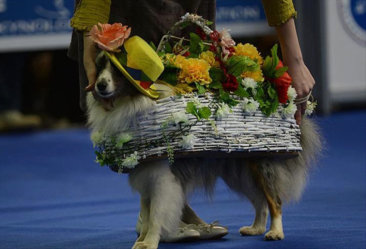 Nürnberg Uluslararası Cins Köpek Fuarında 3500 Köpek Yarıştı