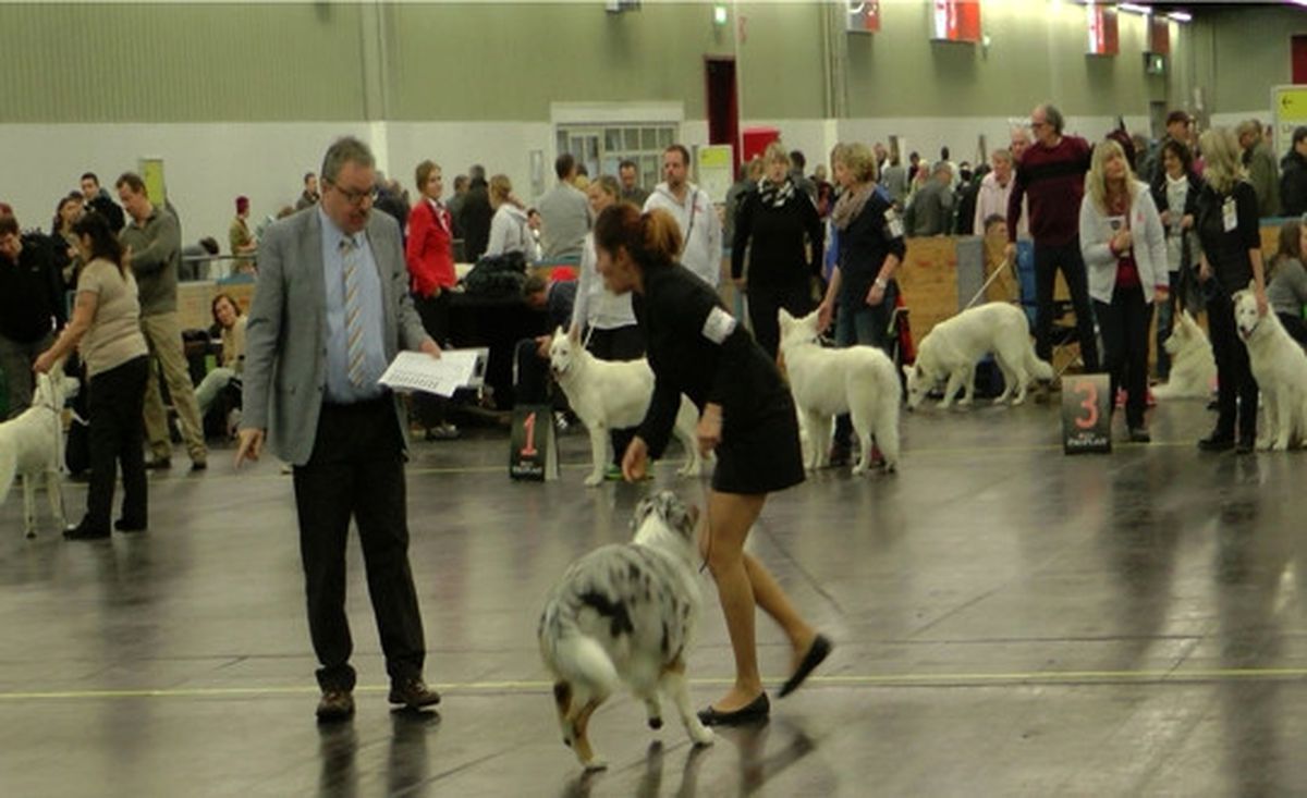 Nürnberg Uluslararası Cins Köpek Fuarında 3500 Köpek Yarıştı