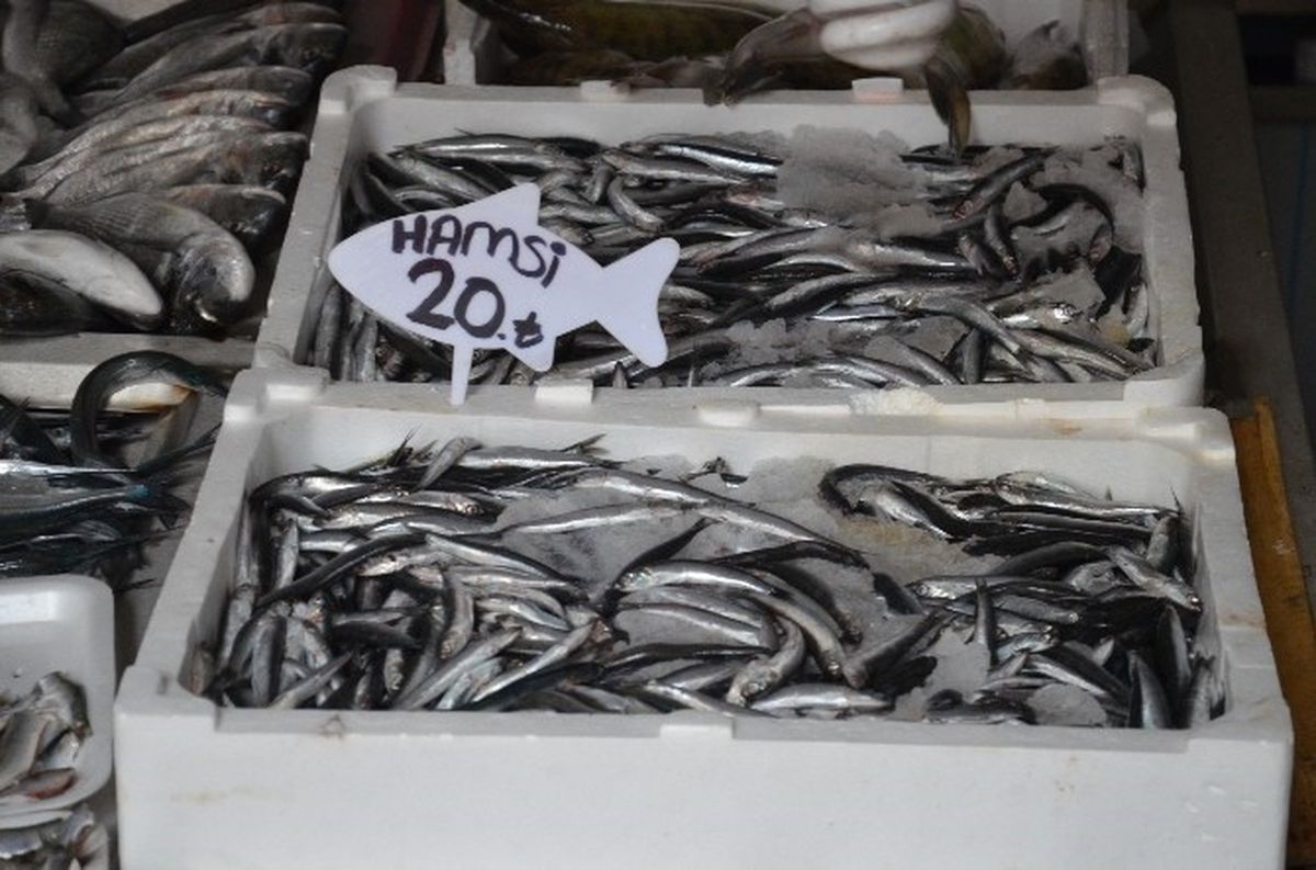 Ordu\'da Hamsi 20 Lira