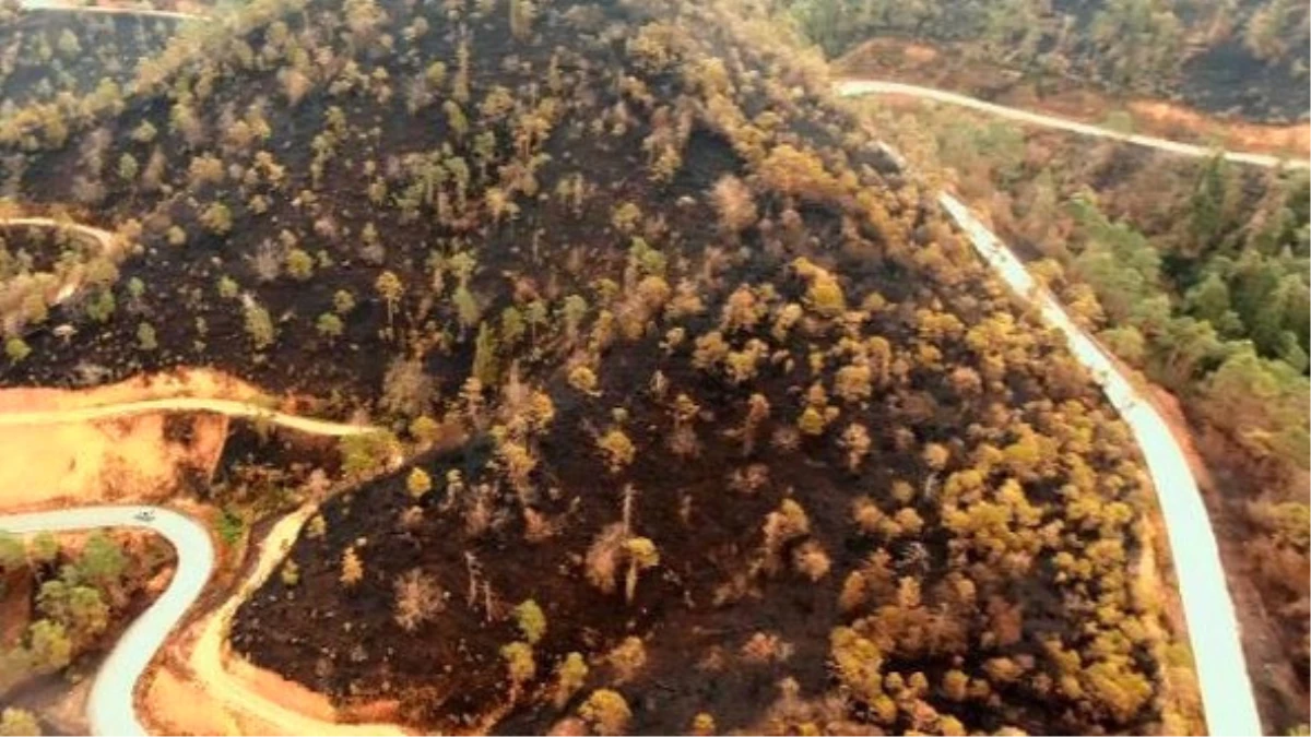 Yangında Zarar Gören Çamburnu Ormanından İyi Haber