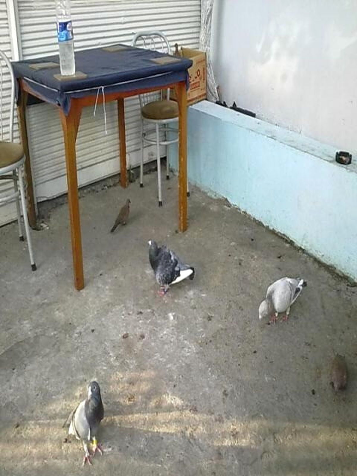 Adana\'da Güvercin Cinayeti