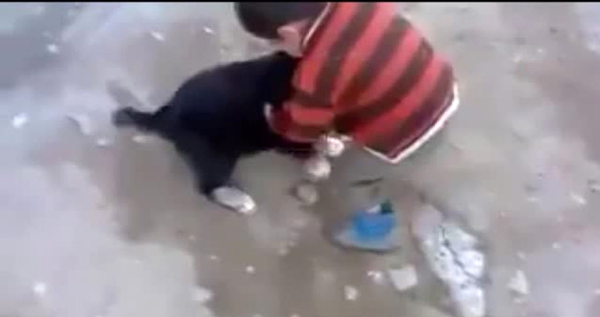 Yavru Köpek Çocuğu, Çocuk da Onu Isırdı!