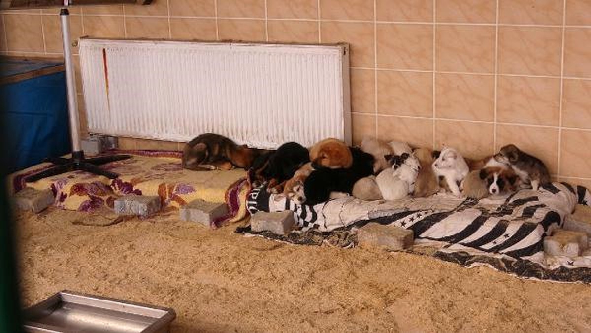 Edirne\'de Barınaktaki Hayvanlara Elektrikli Isıtıcıyla Sıcaklık Takviyesi