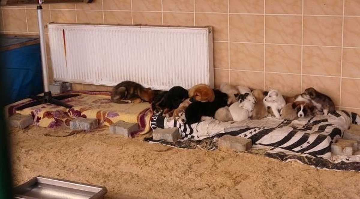 Barınaktaki Hayvanlara Dondurucu Soğukta Takviye Isıtıcı