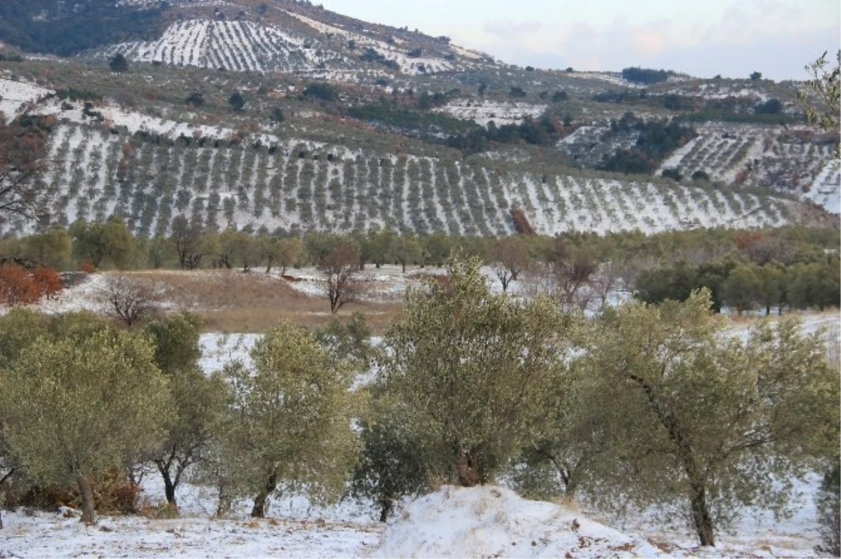 Burhaniye\'de Zeytin Hasadına Kar ve Soğuk Molası