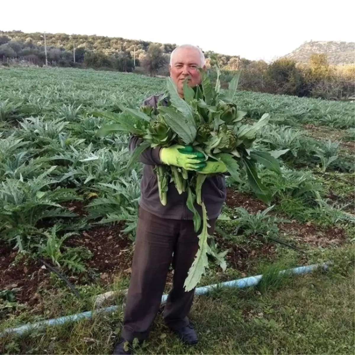Çeşme\'de Yağan Kar Üreticiye Zarar Verdi