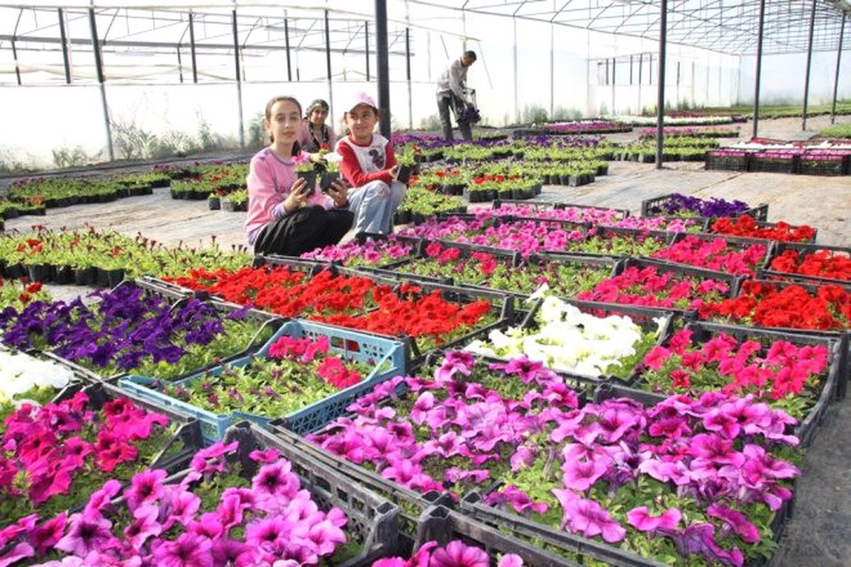 Dha Yurt: İzmir\'de Seralar Dondu