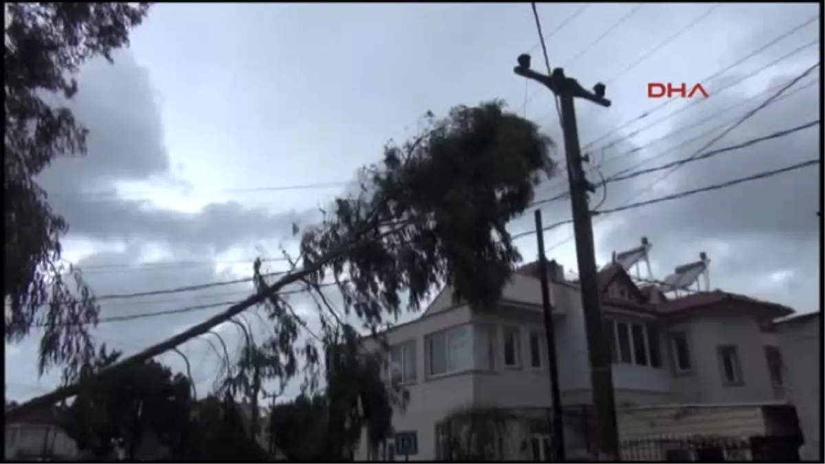 Fethiye\'de Lodosun Devirdiği Ağaçlar, Iş Yeri ve Araçlara Zarar Verdi