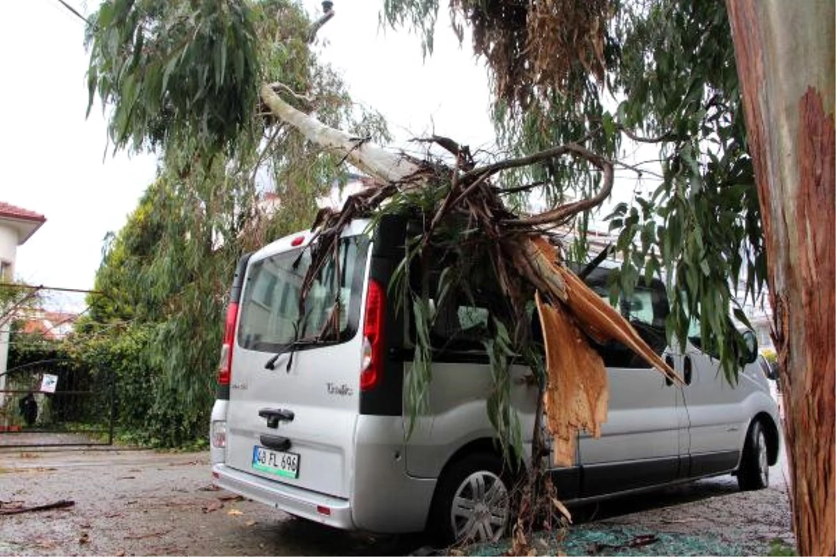 Fethiye\'de Lodosun Devirdiği Ağaçlar, İş Yeri ve Araçlara Zarar Verdi