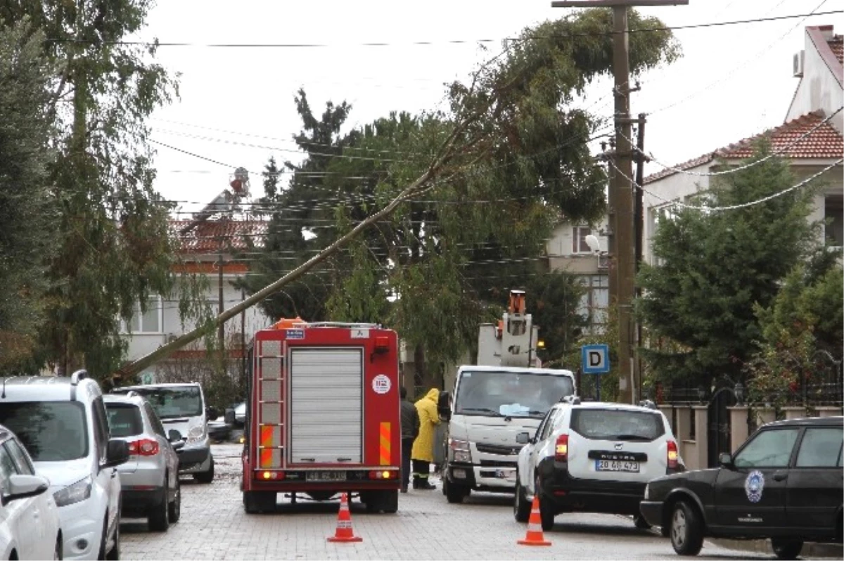 Fethiye\'deki Şiddetli Fırtına Ağaçları Devirdi