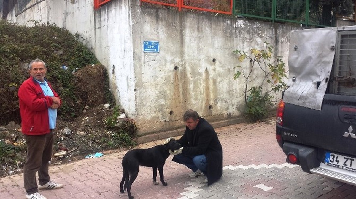 İzmit Zabıtası\'ndan Sokak Hayvanlarına Yardım Eli