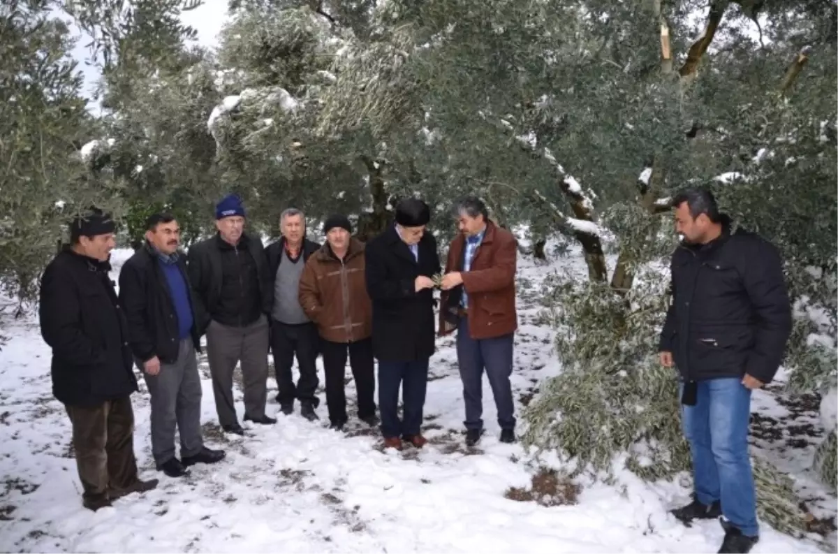 İznik\'te Kar Zeytin Ağaçlarını Kırıp Geçti