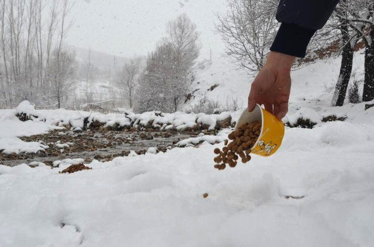 Kırklareli\'de Sokak Hayvanları İçin Yem Bırakıldı