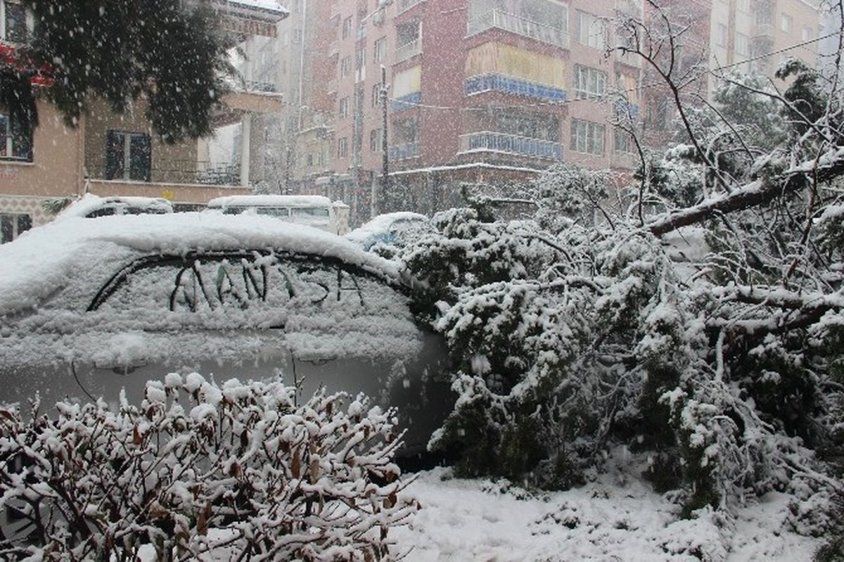Manisa\'da 50 Yıllık Ağaç Karın Ağırlığına Dayanamayarak Devrildi