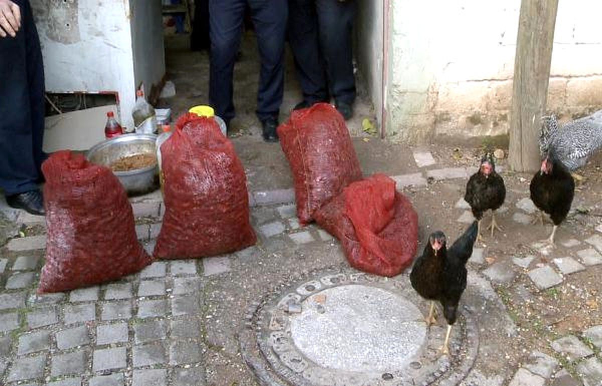 Midye Dolma Çuvalları Kümesten Çıktı