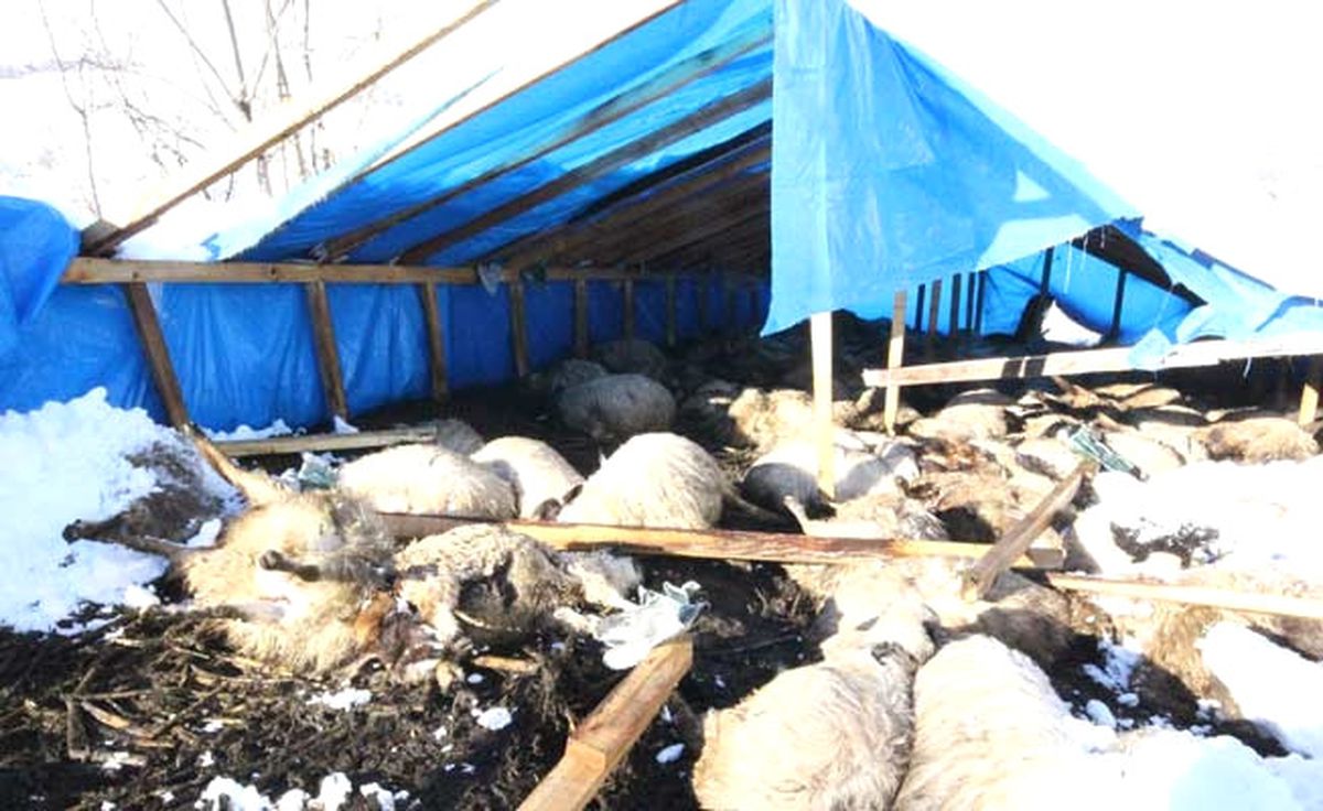 Samsun'da Barınaktaki 165 Küçükbaş Telef Oldu