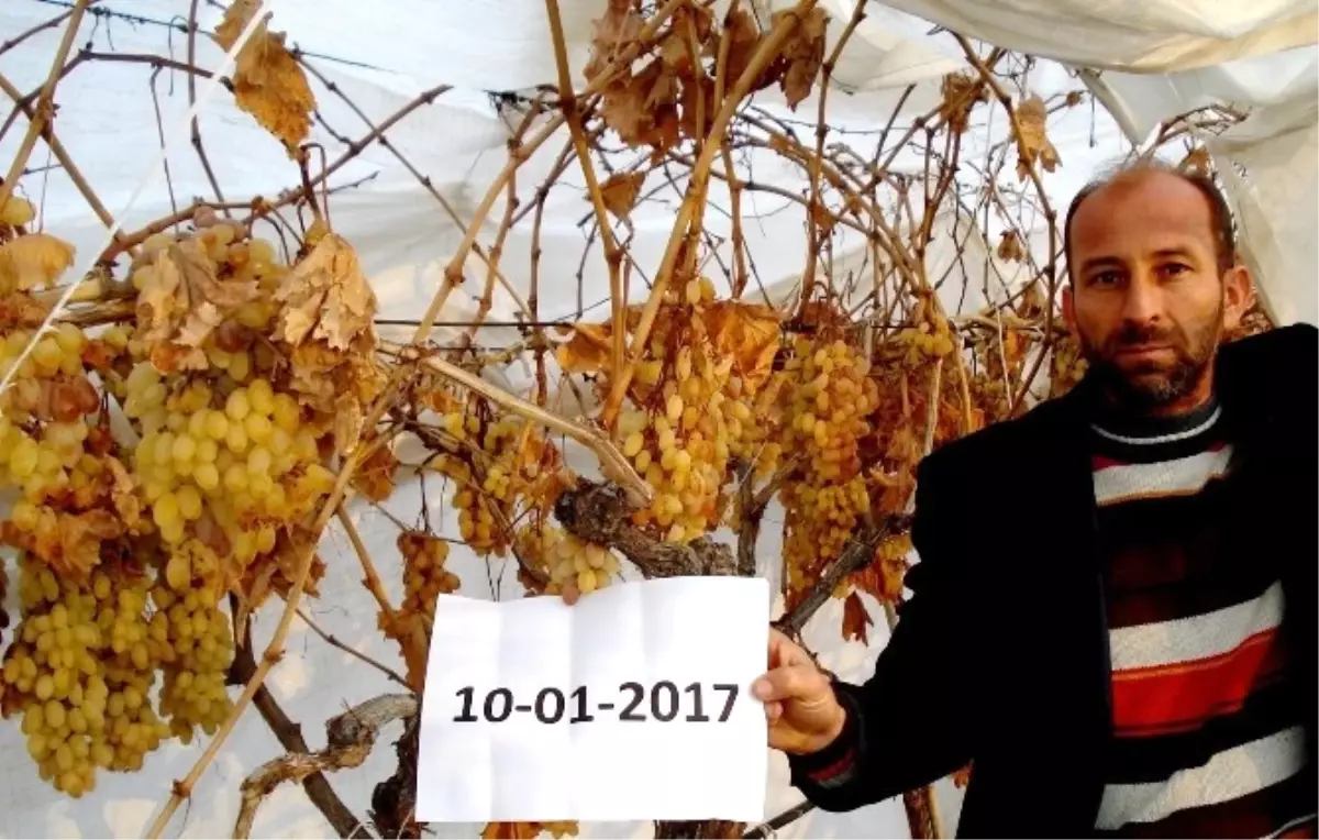 Sarıgöl\'de Kar Altında Taze Üzüm Keyfi