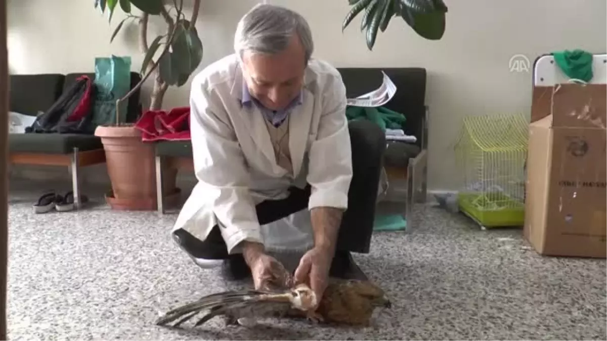 Yaralı Kızıl Şahin Tedavi Altına Alındı