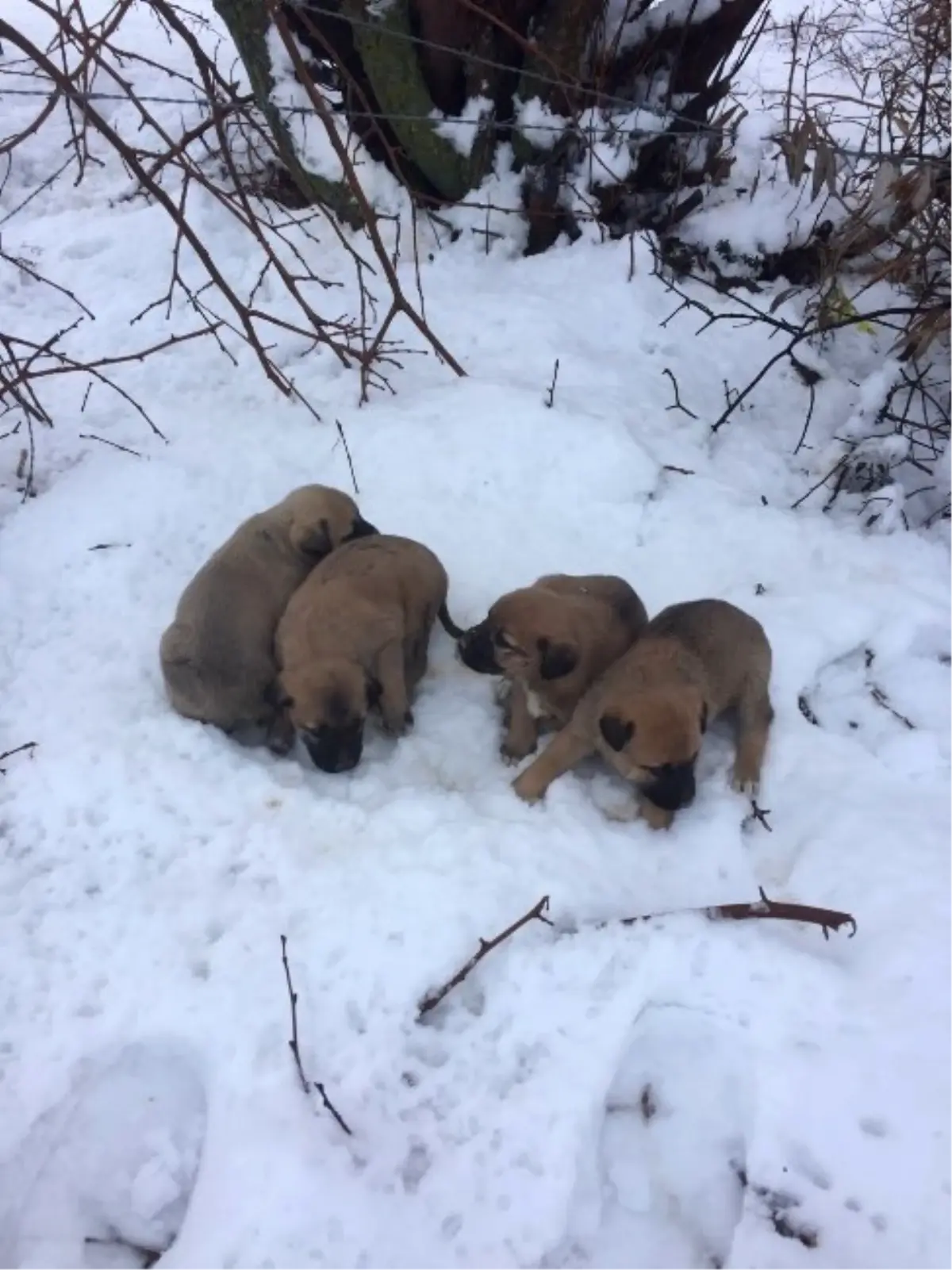 Yavru Köpeklere Belediye Sahip Çıktı