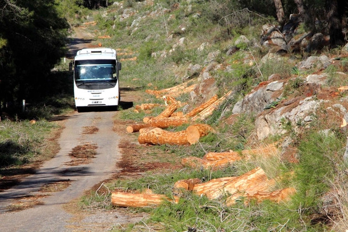 Yol Genişletme Çalışmasında 506 Kızılçamın Kesilmesine Tepki