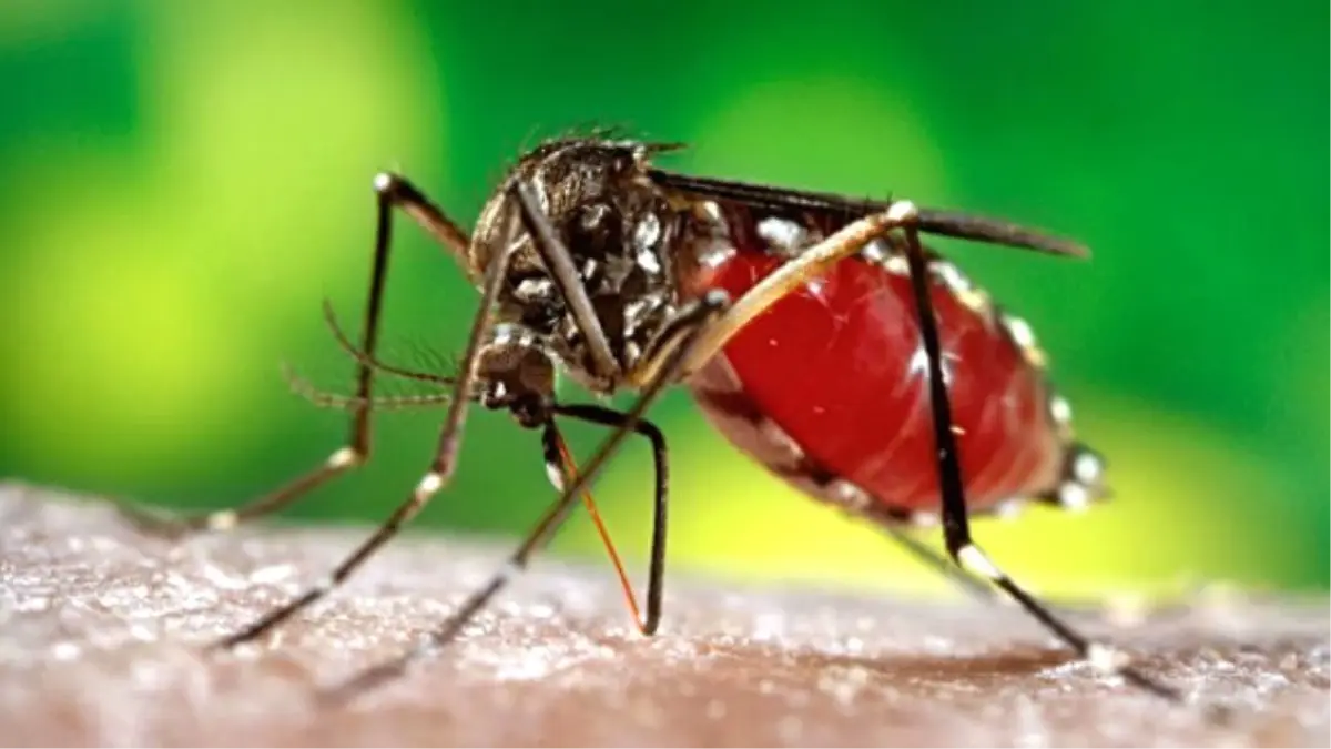 Angola\'da Zika Virüsü Vakası