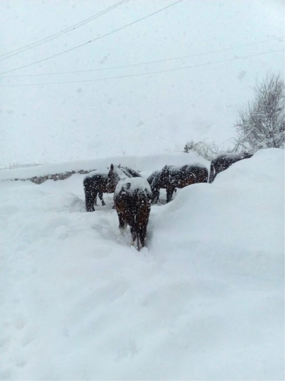 Atlar Kar Yağışı Altında Ölüme Terk Edildi