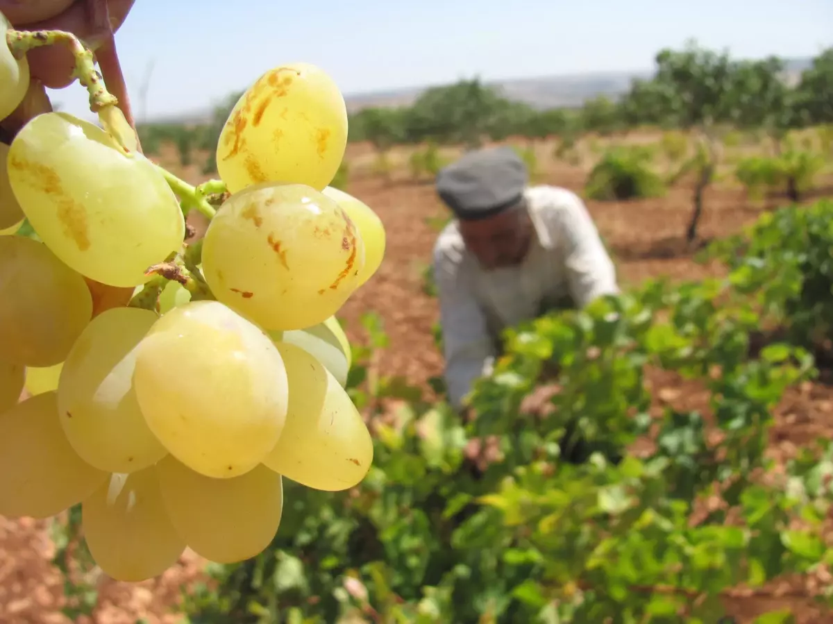 Çukurova\'da Organik Üzüm İçin Sevindirici Gelişme
