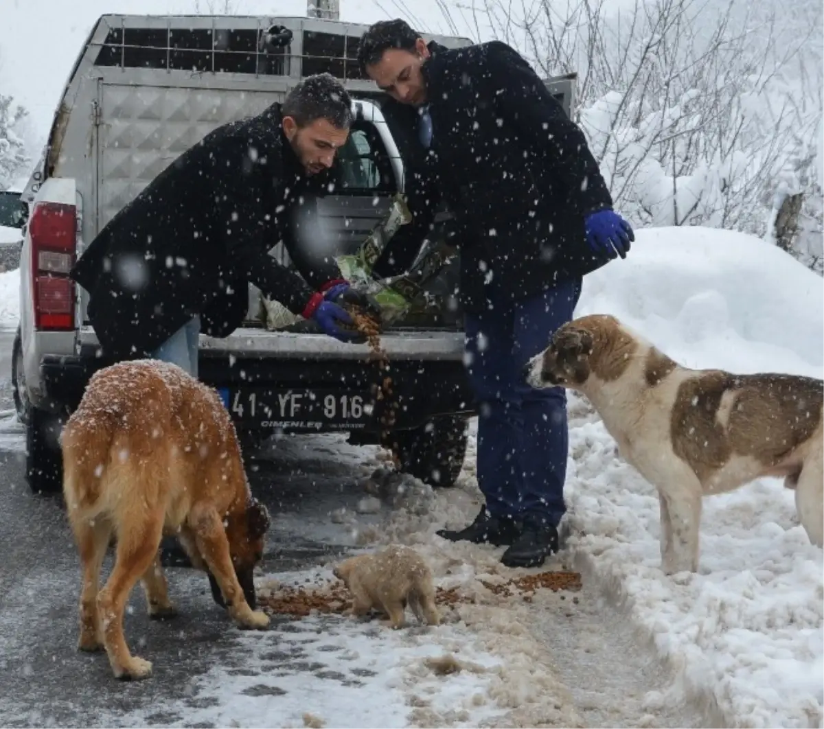 Dilovası\'nda Sokak Hayvanlarına Yardım Eli
