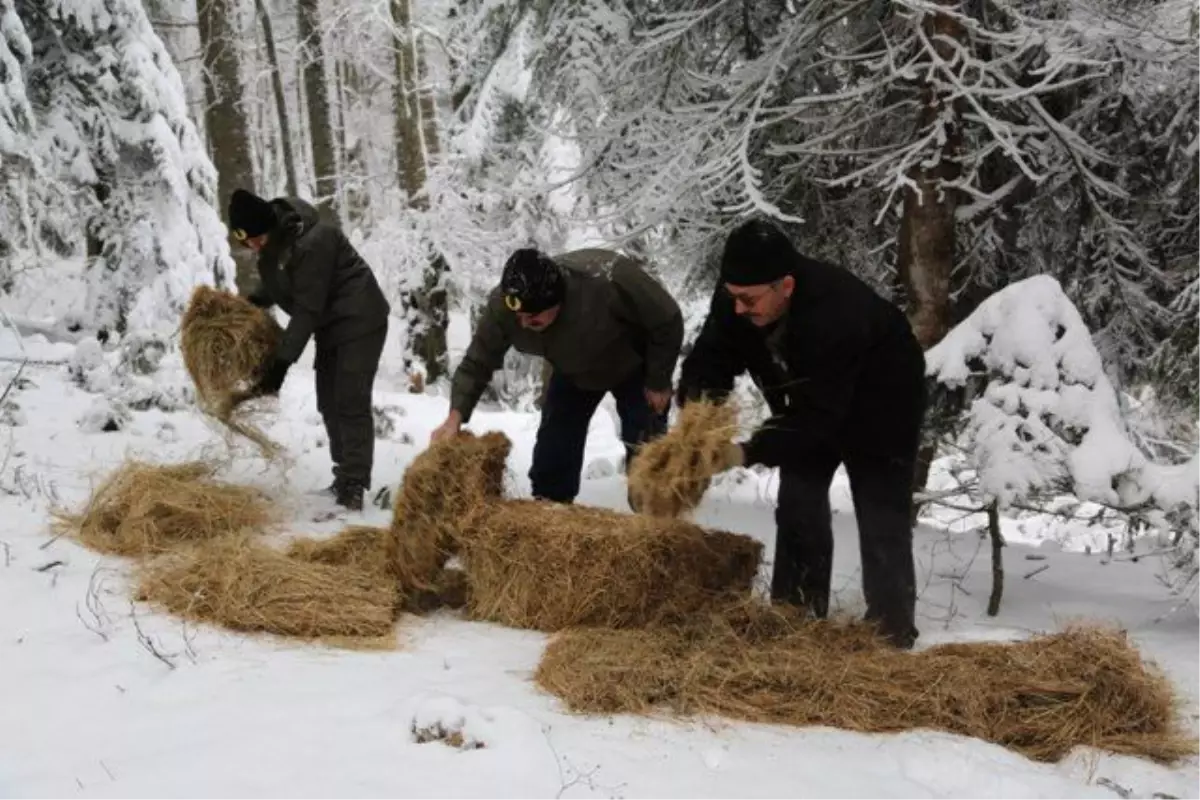 Düzce\'de Yaban Hayvanları İçin Doğaya Yem Bırakıldı