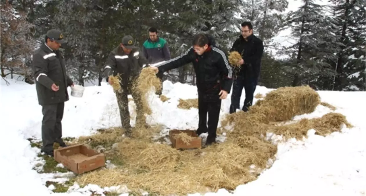 Eskişehir\'de Sokak Hayvanlarına Yem Desteği