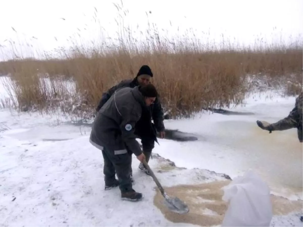 Gala Gölü Milli Parkı\'na 1 Ton Yem Bırakıldı