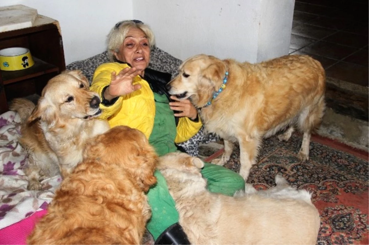 12 Köpeği Sahiplendi, Hayatı Tepetaklak Oldu