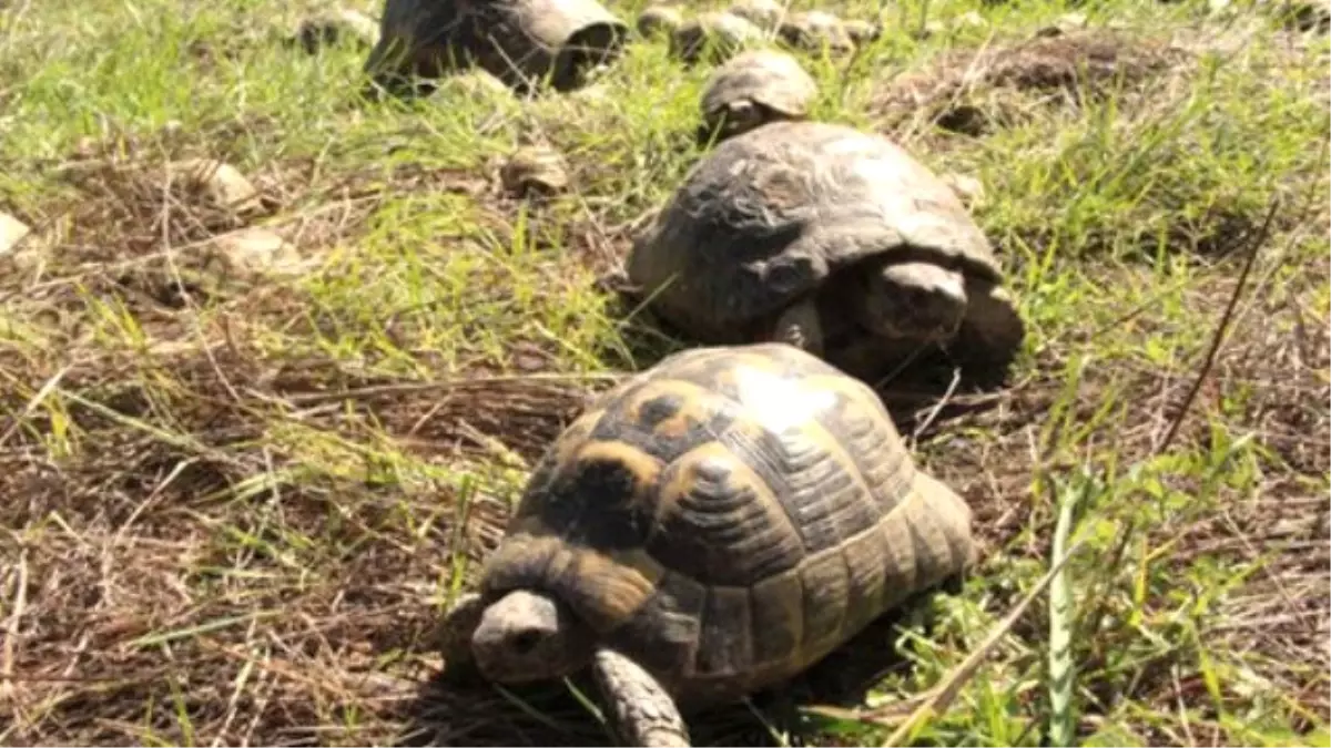 Hindistan\'da Yasa Dışı Kaplumbağa Avcılığı