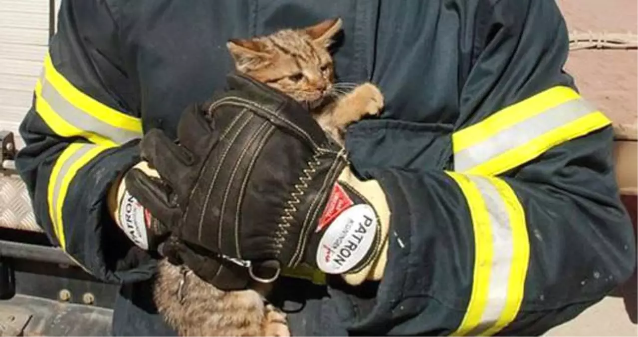 Iki Yavru Kedi, Itfaiye Ekiplerince Kurtarıldı