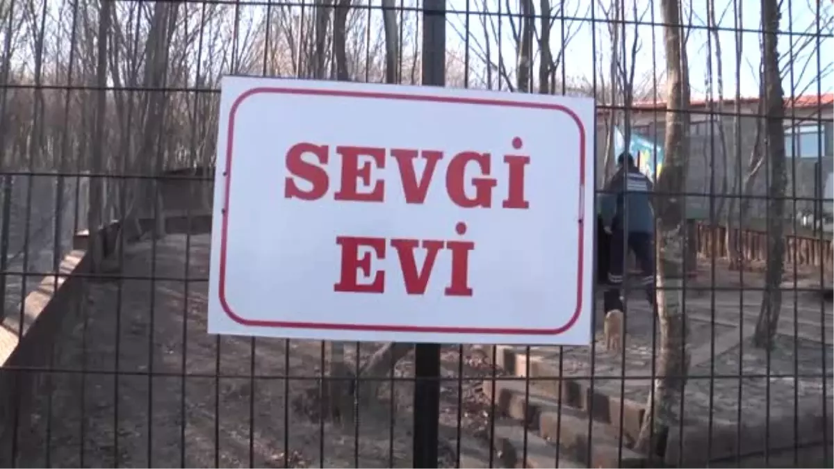 Köpekler Için Yapılan "Sevgi Evleri" Sahiplenmeleri Artırdı