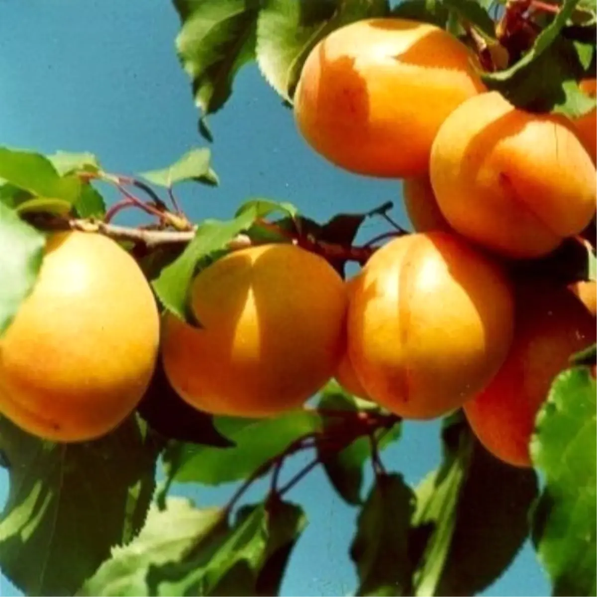 Malatya Ticaret Borsası